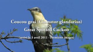 Coucou geai Clamator glandarius  Great Spotted Cuckoo [upl. by Lunseth]