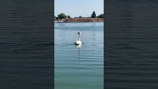 Schwan am Badestrand Schlicht bei Waldsee Neuhofen Ludwigshafen Pfalz [upl. by Pelligrini]