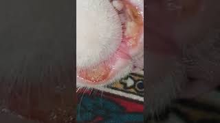 Rodent ulcer in a cat with a fake Seresto collar [upl. by Matelda]