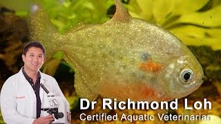 How to identify and cure ICH white spot disease in aquarium fish [upl. by Oneill]