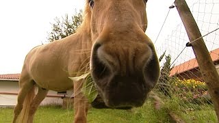 Wissensmix Welche Tiere leben auf dem Bauernhof [upl. by Seroled]