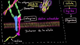 Matriz extracelular  La estructura de una célula  Biología  Khan Academy en Español [upl. by Secrest116]