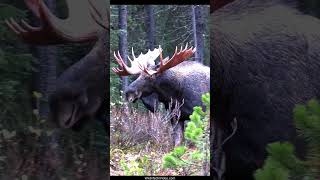 Huge Bull Moose Courting Cow During the Rut [upl. by Emsmus802]