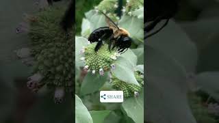 Medicine for Bees Mountain Mint 2023 [upl. by Niassuh467]