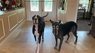 Funny Great Danes Give Opinion About New Puppy Or Kitten [upl. by Lavro]