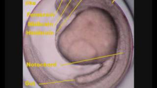 Zebrafish Danio rerio development [upl. by Lunt100]