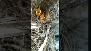 Sunbird nest with 2 chicks attached to the hut wall [upl. by Dyol244]