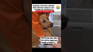 DEU RUIM PARA O CARAMELO caramelo cachorro memes memesvideo termometro sidaventura [upl. by Kurtis664]