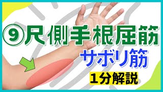 【尺側手根屈筋】腱鞘炎解消するサボリ筋1分間トレーニング [upl. by Aillicec]