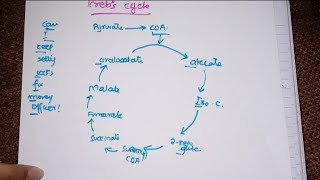 Krebs cycle  Complete EASIEST EXPLANATION  mnemonic regulation enzymes clinicals  Lippincott [upl. by Retsek]