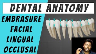 Embrasure  Basics of Dental Anatomy [upl. by Aylatan73]