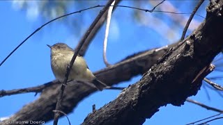 Buffrumped Thornbill Acanthiza reguloides  ChilternMt Pilot National Park Victoria AUSTRALIA [upl. by Isla]