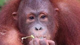 The Orangutans of Borneo  Sepilok Orangutan Rehabilitation Centre [upl. by Deeann]