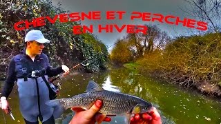 Carnassier 2015  chevesne et perches en hiver   HD [upl. by Natiha630]