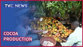 Farmers Seek Governments Support in Cocoa Production [upl. by Eilojne]