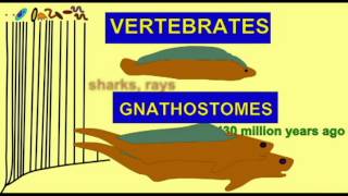 CLADOGRAM11 GNATHOSTOMES [upl. by Jose480]