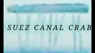 Suez Canal Crab Sound Effects What i think [upl. by Enrobyalc]