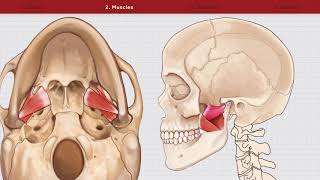 Infratemporal Fossa Animation [upl. by Baldwin]