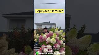 Hydrangea paniculata Hercules гортензия метельчатая Геркулес ☎️89266454699 [upl. by Jarnagin]