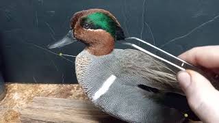 AAR TAXIDERMY What Makes A Stud Greenwing Teal The Best To Get Mounted [upl. by Anrehs620]