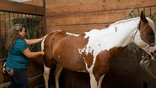 InDepth Equine Massage A StepbyStep Guide to Hindquarters Techniques [upl. by Nehtanoj650]