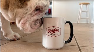 Reuben the Bulldog Updates Stuff and Things [upl. by Harrod]