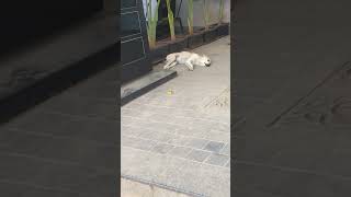 💤😴😴 🐶🐕views ytdog doglover dogs trend trending love lovesong lovestatus lovely trend [upl. by Ilak331]