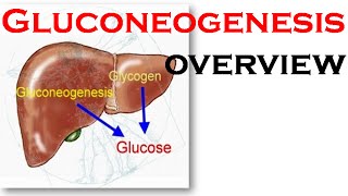 Gluconeogenesis overview [upl. by Arries]