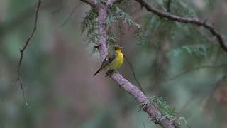 绿背姬鹟 Greenbacked Flycatcher [upl. by Sikes]