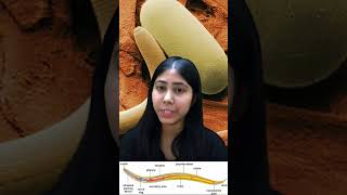 Phylum Aschelminthes  Roundworms  Characteristics amp Examples In Hindi  Biology  Adhyayanta [upl. by Adialeda]