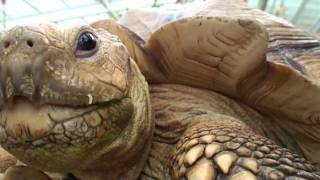 African spurred tortoise Geochelone sulcata [upl. by Llerdnod87]