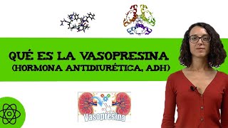 Qué es la vasopresina hormona antidiurética ADH 🧬 [upl. by Swan]