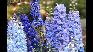 904  Winter ke khubsurat flower Larkspur Delphinium ko grow aur care karna How to grow Larkspur [upl. by Ravi709]