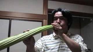 Hokkaido rawan bukiBig butterbur VuvuzelaampDidgeridoo [upl. by Shaff]