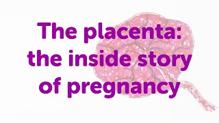 The Placenta  Structure and Function  Biology Anatomy and Physiology [upl. by Eisso]