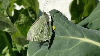 La mariposa blanca de la col cómo pone puesta de huevos [upl. by Shipp257]