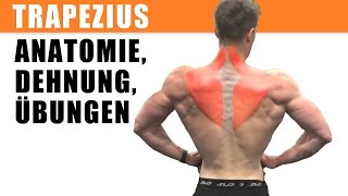 m trapezius Training dehnen Anatomie Übungen [upl. by Tanhya229]