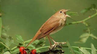 Nachtegaal  Common Nightingale singing [upl. by Alley]