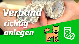 Verband am Hund richtig anlegen ✅ Pfotenverband mit Dr med vet C Koch [upl. by Frances]