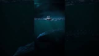 Images That Trigger Thalassophobia  Part 5 [upl. by Ahgem]