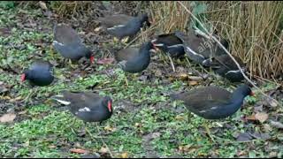 Common Moorhen Bird Real Hunt Call Via Bluetooth Moorhen Sound Moorhen Bird 100 Working Sound [upl. by Ffej]