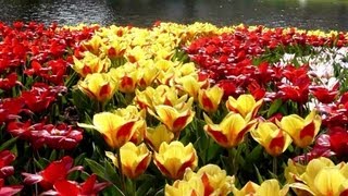 A cor e a beleza das tulipas [upl. by Matheny]