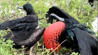 Frigate birds mating calls and behavior Galapagos Islands [upl. by Mosnar338]