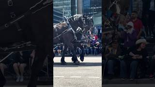 Calgary Stampede Heavy Horse Show parade 2024 shorts viral [upl. by Terrye]