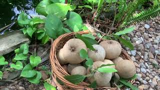 Sapodilla one of the rare exotic Tropical fruit and its Benefits [upl. by Iot]