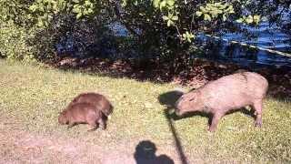 Capivara ataca na Lagoa 15 03 2014 [upl. by Shabbir]