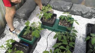 Autopot Flexitank with Tomato using Biotabs and Alphamix in a Polytunnel [upl. by Ihcekn]