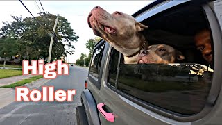 This Is How We Ride American Bully Style puppy xlamericanbully americanbully dog vlog vlogger [upl. by Sabu]