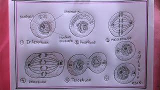 how to draw mitosisdraw mitosis diagram [upl. by Eldnar]