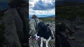 Charlie Completes The Wainwrights greatoutdoors lakedistrictwalks bordercollie wainwrights dog [upl. by Tila]